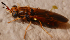 Hermetia concinna