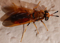 Hermetia concinna