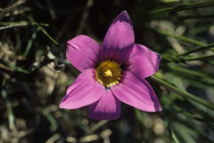 Romulea speciosa