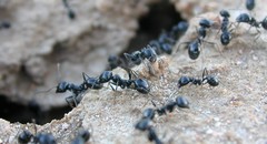 Veromessor pergandei