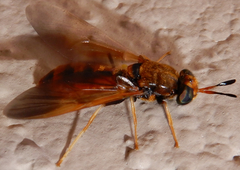 Hermetia concinna