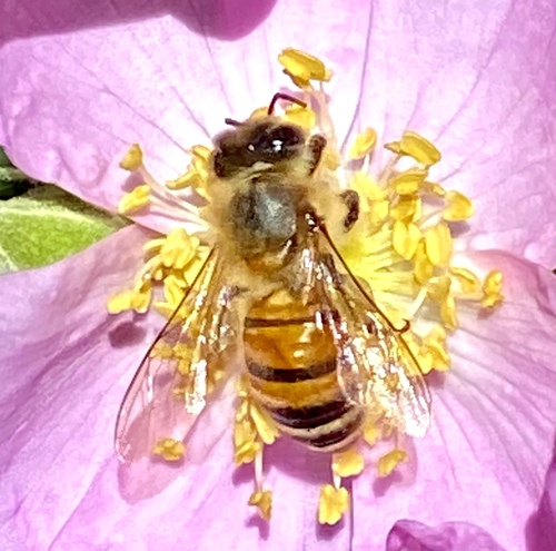 iNaturalist observation photo of Western Honey Bee