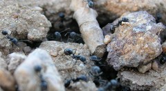 Veromessor pergandei