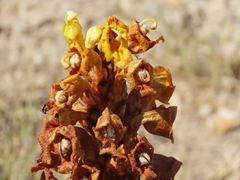Cistanche phelypaea