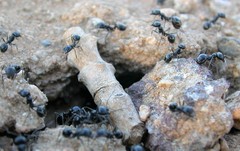Veromessor pergandei