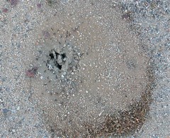 Veromessor pergandei