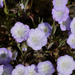 Douglas' Phacelia - Photo (c) randomtruth, some rights reserved (CC BY-NC-SA)