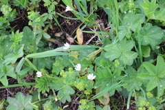 Alchemilla bungei