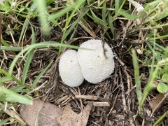 Lycoperdon