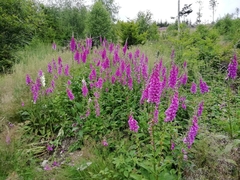 Digitalis purpurea