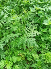 Anthriscus sylvestris