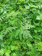 Anthriscus sylvestris