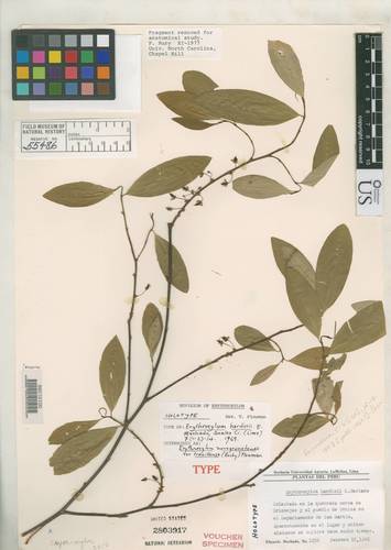 Erythroxylum novogranatense var. truxillense
