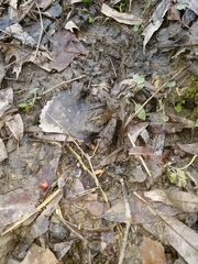 Odocoileus virginianus