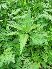 Urtica dioica