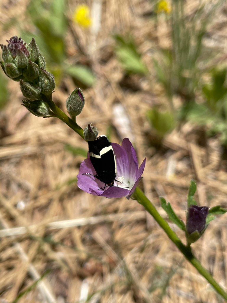 Pseudalypia crotchii