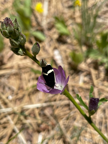 Pseudalypia crotchii
