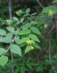 Wikstroemia sikokiana