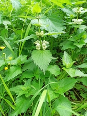 Lamium album