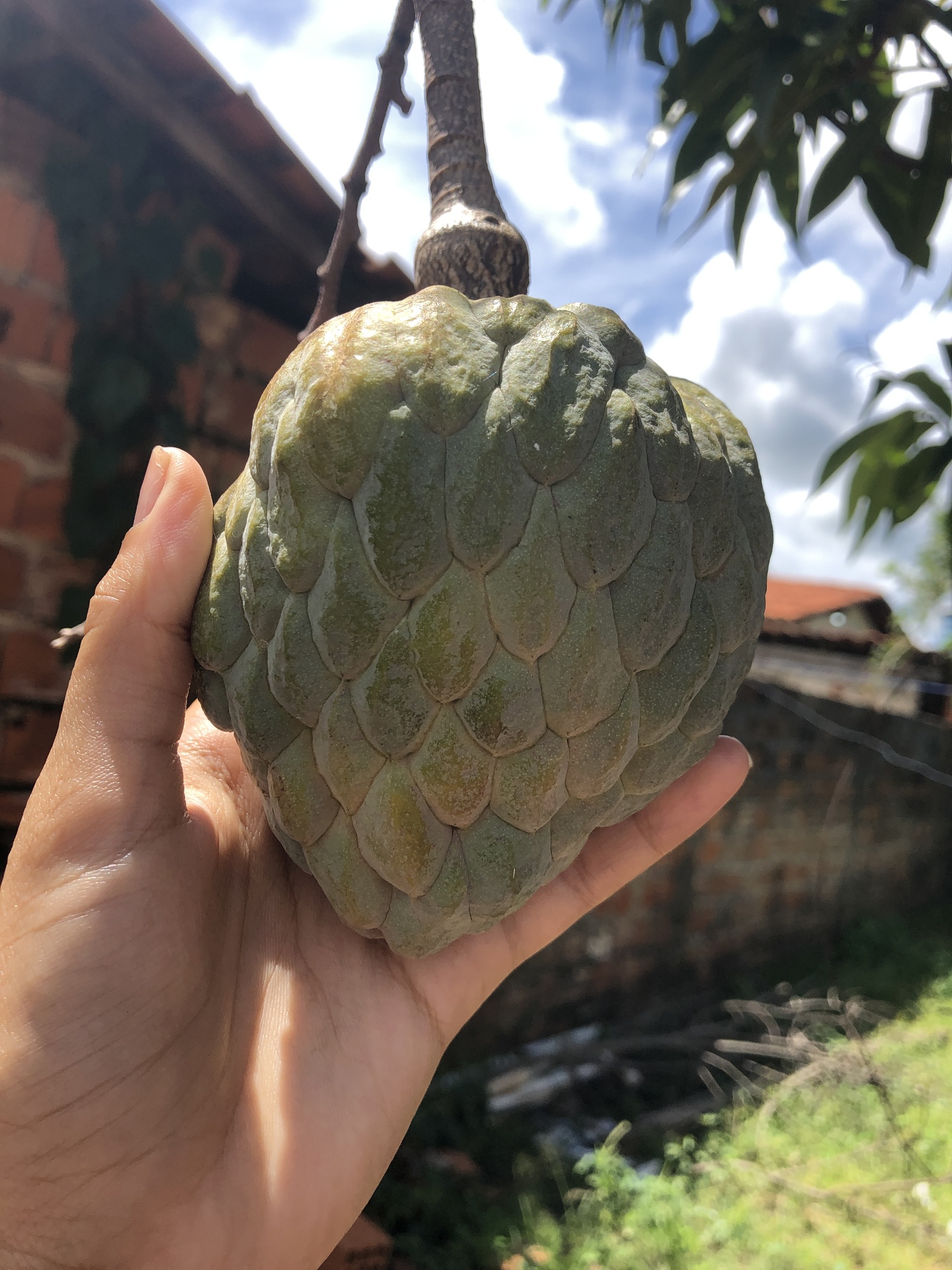 Annona squamosa