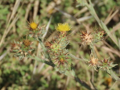 Centaurea melitensis