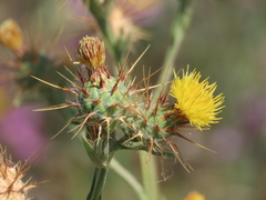 Centaurea melitensis