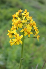 Ligularia altaica