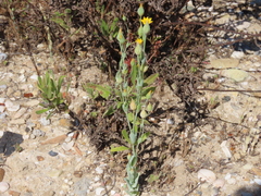 Blackstonia perfoliata