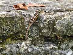 Sceloporus chrysostictus