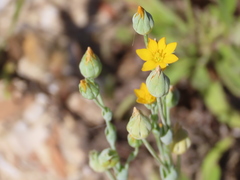 Blackstonia perfoliata