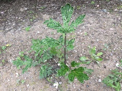 Heracleum sosnowskyi