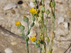 Blackstonia perfoliata