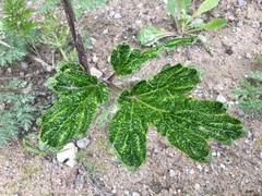 Heracleum sosnowskyi