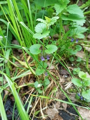 Glechoma hederacea