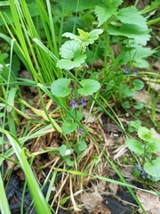 Glechoma hederacea