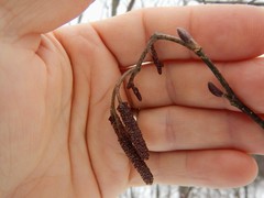 Alnus incana rugosa