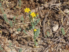Blackstonia perfoliata