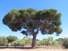 Pinus pinea