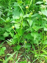 Ranunculus auricomus