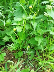 Ranunculus auricomus