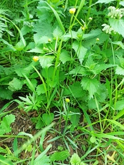 Ranunculus auricomus