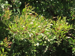 Pistacia lentiscus