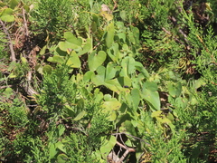 Aristolochia baetica
