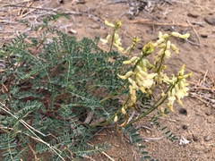 Astragalus curvicarpus brachycodon