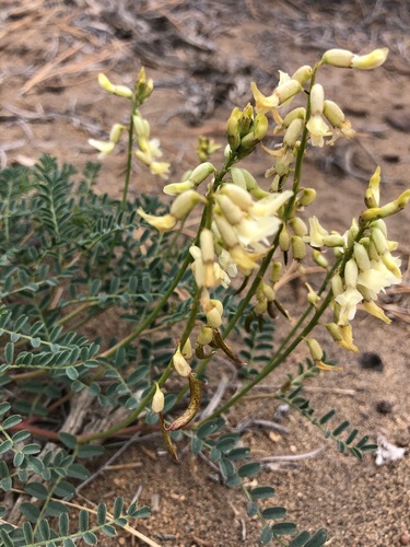 Astragalus curvicarpus var. brachycodon