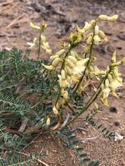 Astragalus curvicarpus brachycodon