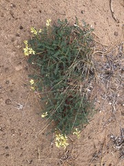 Astragalus curvicarpus brachycodon