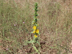 Scolymus hispanicus