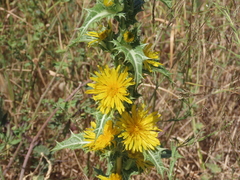 Scolymus hispanicus