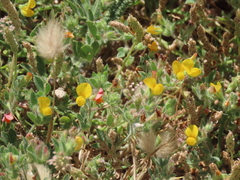 Lotus hispidus